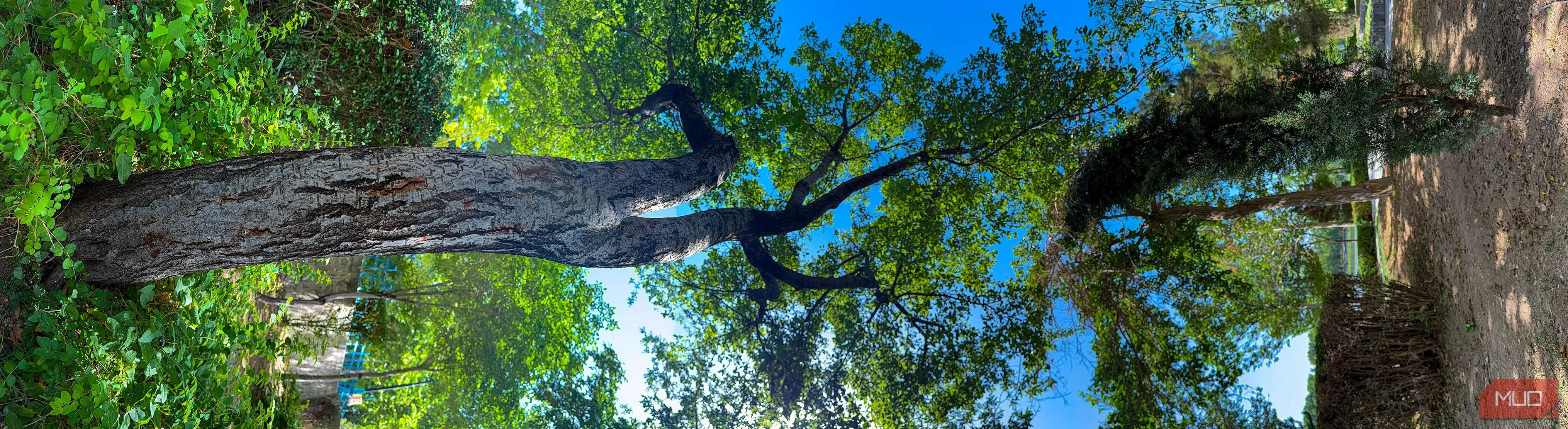 Ảnh panorama dọc về hàng cây trong công viên đã được xoay ngang, tạo hiệu ứng nghệ thuật độc đáo